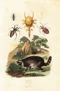 Mapache y garrapatas.