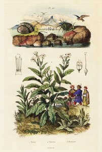 Caracoles de mar y planta de tabaco. ,1834-1839 (grabado) de Adolph (after) Fries
