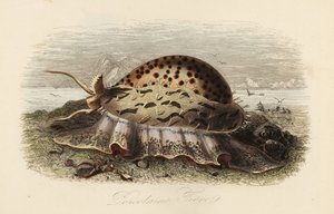 Cauri tigre, Cypraea tigris de Adolph (after) Fries