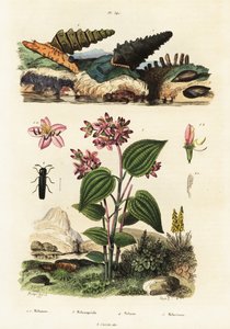 Caracoles trompeta, escarabajos soldado y Clidemia.,1834-1839 (grabado) de Adolph (after) Fries