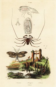 Araña del látigo y mosca de la fruta. de Adolph (after) Fries