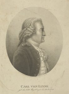 Retrato de Carl Linnaeus 1707-1778 de Adolph Friedrich Kunike