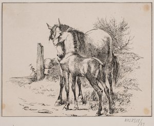 El caballo y el potro