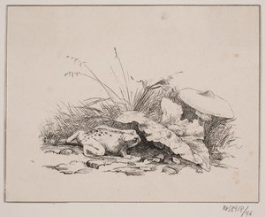 El sapo de Johan Adolph Kittendorff