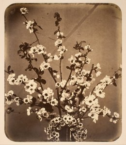 Bodegón floral de Adolphe Braun