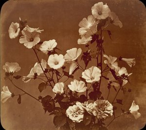 [Estudio de flores, Rosa de Sharon], ca. 1854 de Adolphe Braun