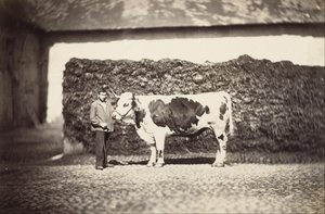 [Premio Bull] de Adolphe Braun