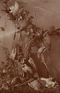 [Still Life: Dead Game] de Adolphe Braun