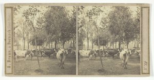 Sin título [vacas], 1850-77