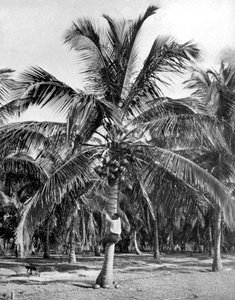 Recogiendo cocos, Jamaica, c. 1905