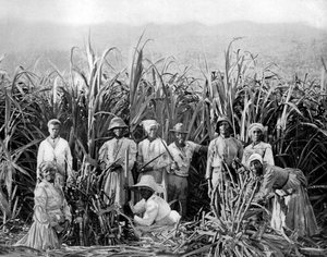 Cortadores de caña de azúcar, Jamaica, c1905 de Adolphe Duperly and Son