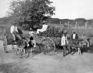 Carros de madera, Jamaica, c1905 de Adolphe Duperly and Son