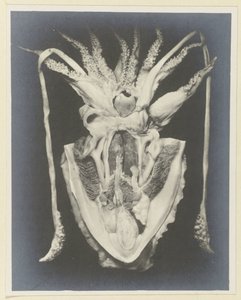 Anatomía de un calamar Anatomy de la Seiche (título sobre el objeto) de Adolphe Louis Donnadieu