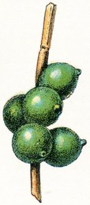 Huevos de sepia de Adolphe Philippe Millot