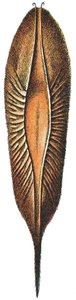 Estuche de huevo de una quimera de Adolphe Philippe Millot
