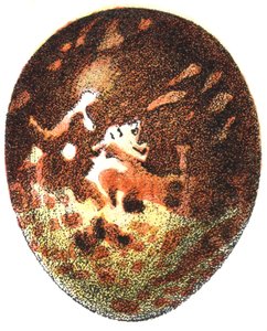 Huevo de un Halcón Abejero (Pernis apivorus), 1923 de Adolphe Philippe Millot