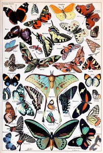 Ilustración de mariposas y polillas c.1923 de Adolphe Philippe Millot