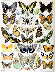 Ilustración de mariposas y polillas c.1923 de Adolphe Philippe Millot