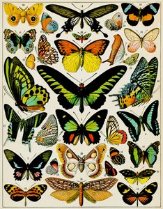 Ilustración de mariposas y polillas c.1923 de Adolphe Philippe Millot