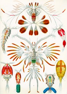 Ilustración de copépodos de Adolphe Philippe Millot