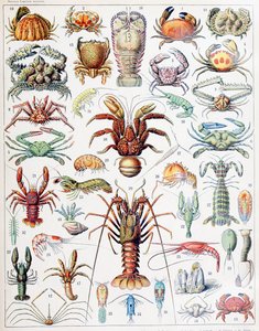 Ilustración de crustáceos c.1923 de Adolphe Philippe Millot