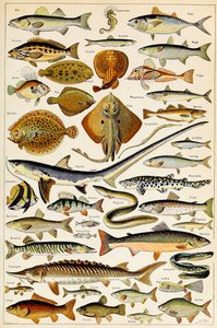 Ilustración de peces comestibles de Adolphe Philippe Millot