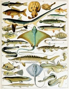Ilustración de pez c.1923 de Adolphe Philippe Millot