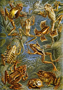 Ilustración de ranas y sapos de Adolphe Philippe Millot