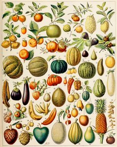 Ilustración de frutas de Adolphe Philippe Millot