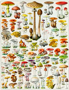 Ilustración de hongos c.1923