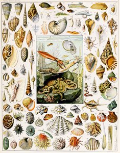 Ilustración de conchas marinas c.1923 de Adolphe Philippe Millot