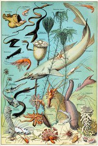 Ilustración de una escena submarina de aguas profundas de Adolphe Philippe Millot
