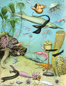 Ilustración de un ecosistema de aguas profundas