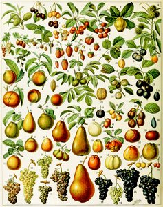 Ilustración de frutas c.1923 de Adolphe Philippe Millot