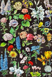 Ilustración de flores de jardín