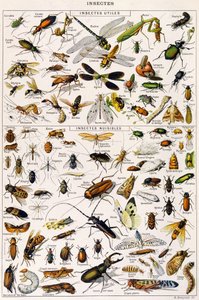 Ilustración de insectos útiles y plagas de insectos de Adolphe Philippe Millot