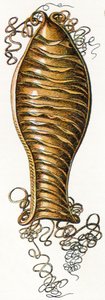 Estuche de huevo acanalado de tiburón gato (Scyliorhinus), 1923 de Adolphe Philippe Millot