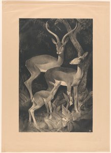 Gamos africanos (título original del objeto) de Adriaan J. van 