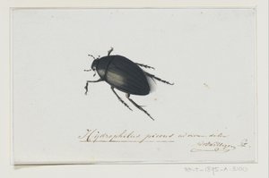 Escarabajo negro del agua
Hydrophilus picens (título en el objeto) de Adriaan van der Willigen