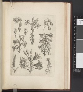 Ilustración de plantas, 