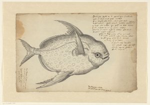 Pez rey (Lampris guttatus) de Adriaen Coenen