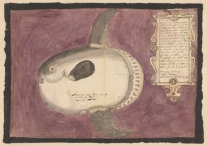Pez luna (Mola mola)