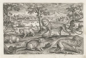 monos y gatos Animales de cuatro patas (título de la serie) Animalivm Qvaddrvpedvm (título de la serie) de Adriaen Collaert