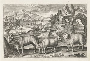 cabra y oveja Animales de cuatro patas (título de la serie) Animalivm Qvaddrvpedvm (título de la serie) de Adriaen Collaert