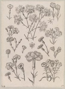 Clavel de Adriaen Collaert