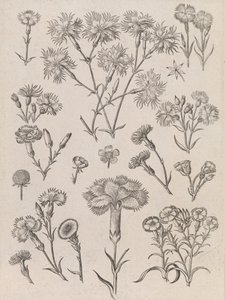 Narcisos de Adriaen Collaert