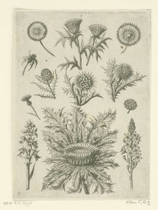 Distante de diferentes maneras Florilegio (título de la serie)