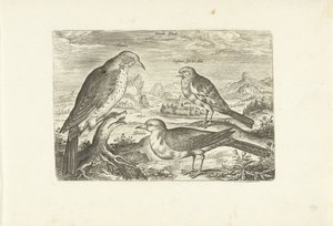 Tres pájaros en un paisaje Avium Vivae (título de la serie) Pájaros (título de la serie) de Adriaen Collaert