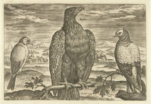 Tres pájaros en un paisaje Avium Vivae (título de la serie) Pájaros (título de la serie) de Adriaen Collaert