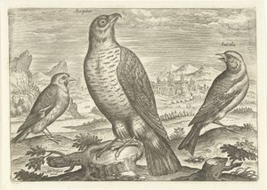Tres pájaros en un paisaje
Pájaros (título de la serie)
Avivm vivae (título de la serie) de Adriaen Collaert